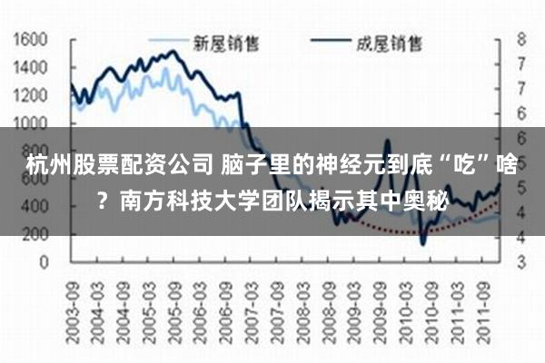 杭州股票配资公司 脑子里的神经元到底“吃”啥？南方科技大学团队揭示其中奥秘